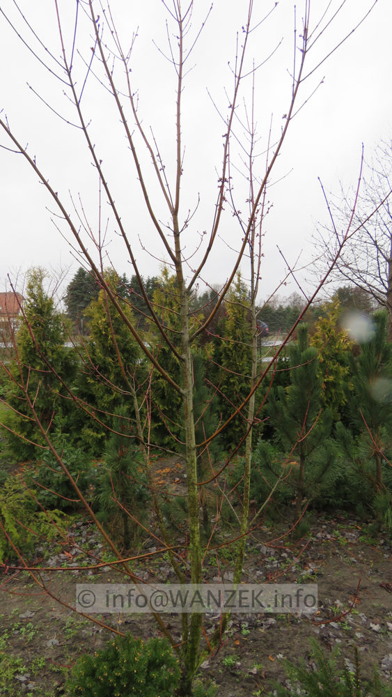 Acer rubrum - mehrstaemmig 2.JPG